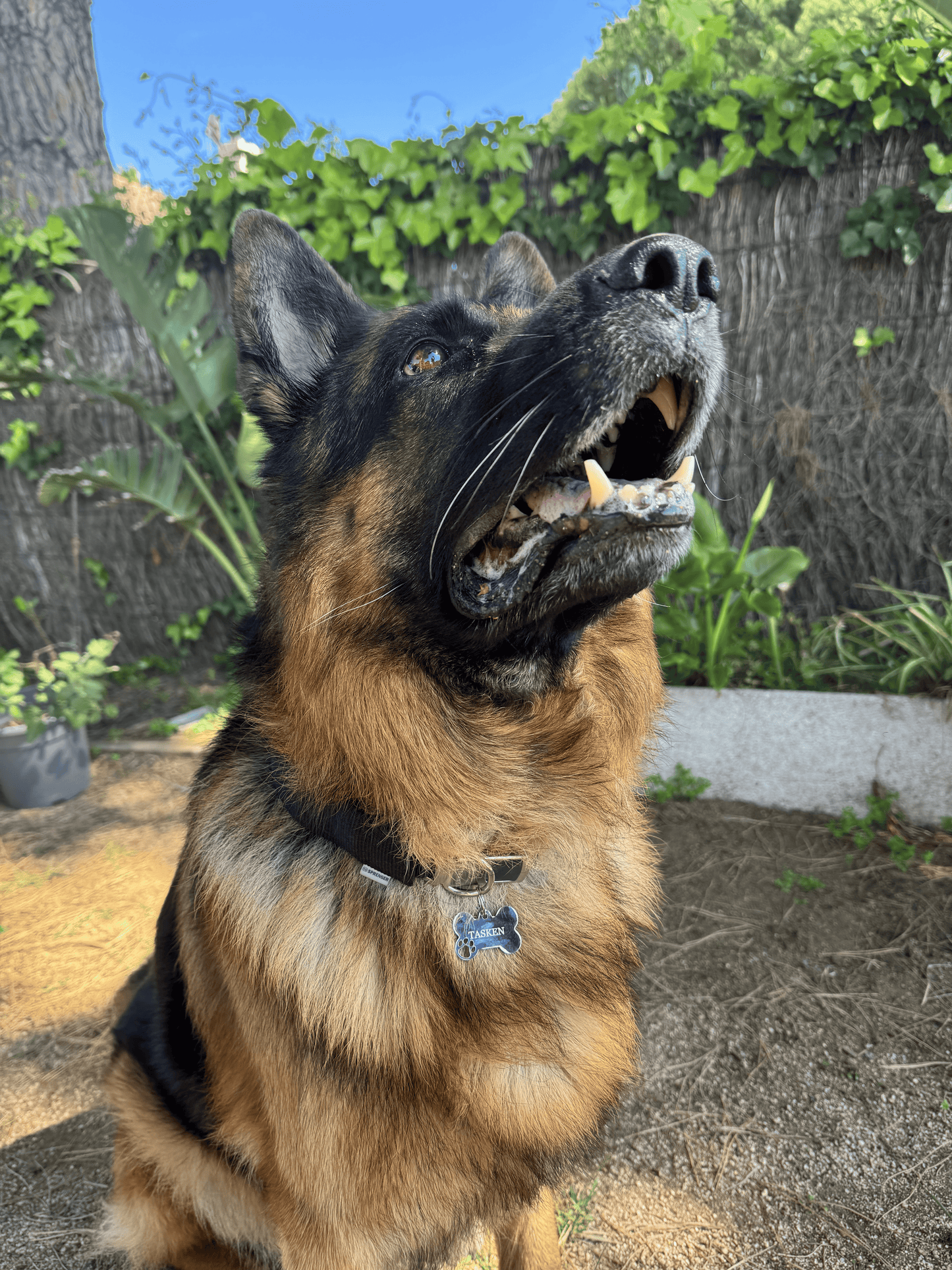 HUESO GRANDE PERRO