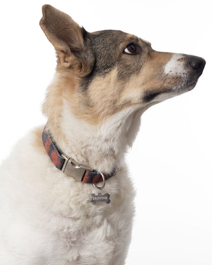 perro grande con collar de hueso grabado