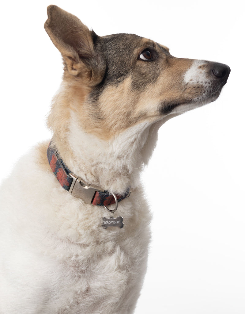 perro grande con collar de hueso grabado